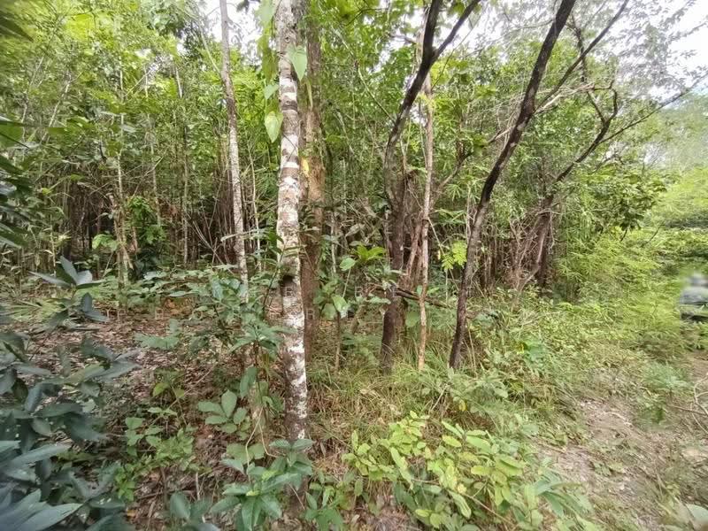 ที่ดินเชียงกลาง น่าน, nan, Puae, Chiang Klang, Nan, , 31,992 sqm, Land For Sale, by The Best Property เปี๊ยก, 500566436 - DDproperty.com
