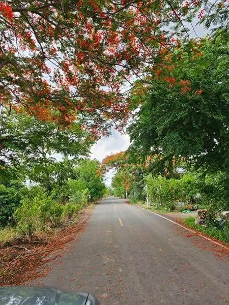 ที่ดินบางคล้า ฉะเชิงเทรา, chachoengsao, Bang Khla, Chachoengsao, , 39,940 sqm, Land For Sale, by The Best Property นก, 500566836 - DDproperty.com