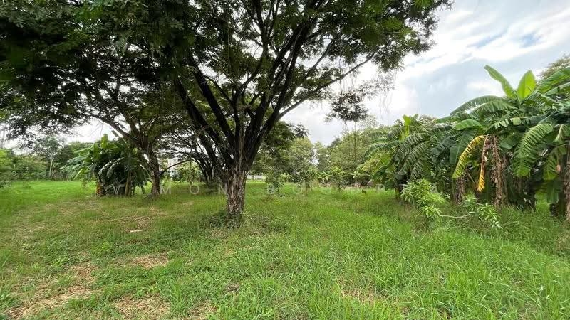 ที่ดินสามโคก ปทุมธานี, ปทุมธานี, เชียงรากใหญ่, สามโคก, ปทุมธานี, 5,871 ตร.ม., ที่ดิน ขาย, โดย Vimon Boodpha, 500567443 - DDproperty.com