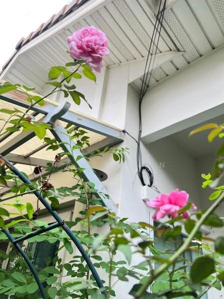 Perfect Place Sukhumvit 77-Suvarnabhumi, Samut Prakan, Lat Krabang Road, Rachathewa, Bang Plee, Samut Prakan, 3 Bedrooms, 200 sqm, Single Detached House For Rent, by Rapeephan, 500567590 - DDproperty.com