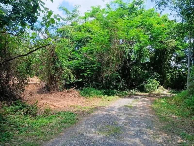 ที่ดิน 231.3 ตร.ว. เขตเมืองสุราษฎร์ฯ | วัดประดู่ | โฉนดพร้อม | พัฒนาได้หลายรูปแบบ, สุราษฎร์ธานี, วัดประดู่, เมืองสุราษฎร์ธานี, สุราษฎร์ธานี, 925 ตร.ม., ที่ดิน ขาย, โดย ชญาพิชชา พันธกิจ, 500568358 - DDproperty.com