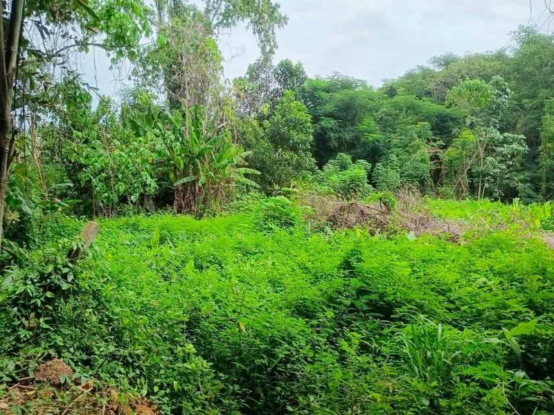 ที่ดิน 231.3 ตร.ว. เขตเมืองสุราษฎร์ฯ | วัดประดู่ | โฉนดพร้อม | พัฒนาได้หลายรูปแบบ, สุราษฎร์ธานี, วัดประดู่, เมืองสุราษฎร์ธานี, สุราษฎร์ธานี, 925 ตร.ม., ที่ดิน ขาย, โดย ชญาพิชชา พันธกิจ, 500568358 - DDproperty.com