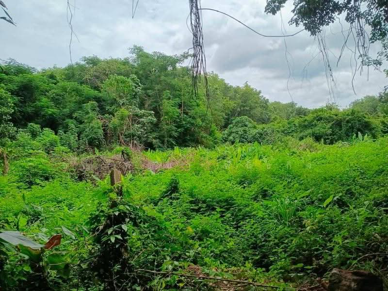 ที่ดิน 231.3 ตร.ว. เขตเมืองสุราษฎร์ฯ | วัดประดู่ | โฉนดพร้อม | พัฒนาได้หลายรูปแบบ, สุราษฎร์ธานี, วัดประดู่, เมืองสุราษฎร์ธานี, สุราษฎร์ธานี, 925 ตร.ม., ที่ดิน ขาย, โดย ชญาพิชชา พันธกิจ, 500568358 - DDproperty.com