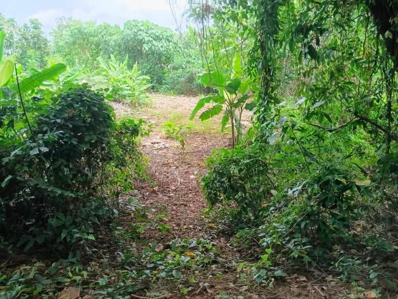 ที่ดิน 231.3 ตร.ว. เขตเมืองสุราษฎร์ฯ | วัดประดู่ | โฉนดพร้อม | พัฒนาได้หลายรูปแบบ, สุราษฎร์ธานี, วัดประดู่, เมืองสุราษฎร์ธานี, สุราษฎร์ธานี, 925 ตร.ม., ที่ดิน ขาย, โดย ชญาพิชชา พันธกิจ, 500568358 - DDproperty.com