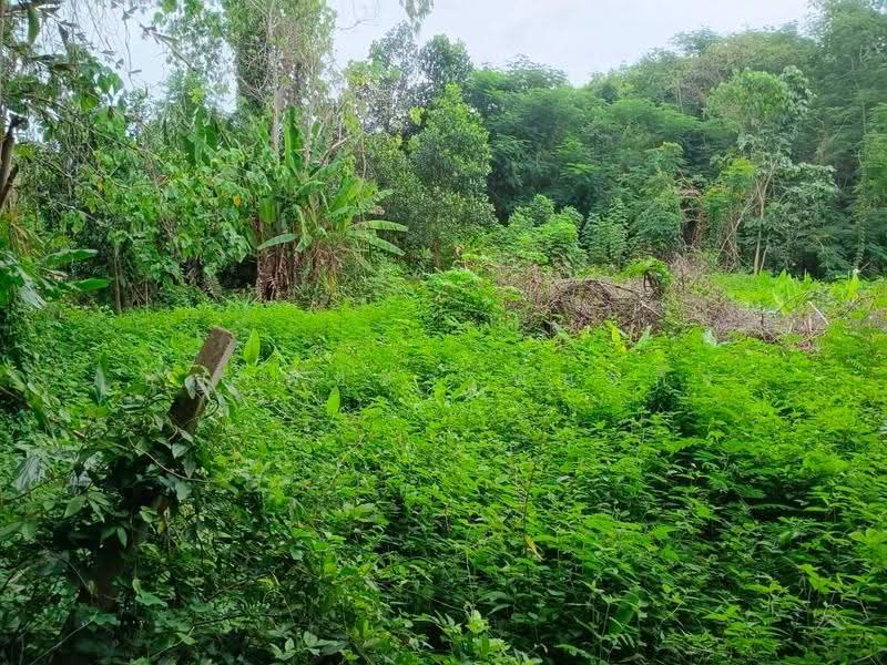 ที่ดิน 231.3 ตร.ว. เขตเมืองสุราษฎร์ฯ | วัดประดู่ | โฉนดพร้อม | พัฒนาได้หลายรูปแบบ, สุราษฎร์ธานี, วัดประดู่, เมืองสุราษฎร์ธานี, สุราษฎร์ธานี, 925 ตร.ม., ที่ดิน ขาย, โดย ชญาพิชชา พันธกิจ, 500568358 - DDproperty.com