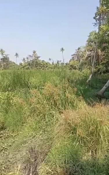 เพชรเกษม พุทธมณฑลสาย 7 ติดริมแม่น้ำ เหมาะสร้างหมู่บ้าน, นครปฐม, ท่าตลาด, สามพราน, นครปฐม, 62,400 ตร.ม., ที่ดิน ขาย, โดย ERA Holding (Thailand) Co., Ltd., 500569126 - DDproperty.com