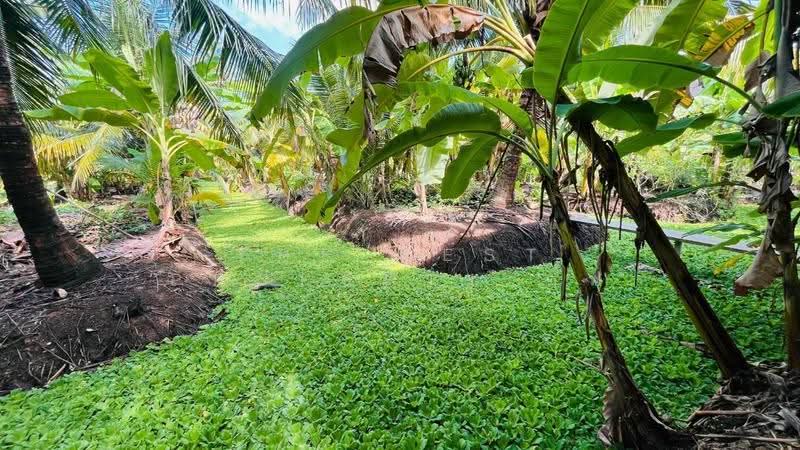 ที่ดินอัมพวา สมุทรสงคราม, Samut Songkhram, Bang Chang, Amphawa, Samut Songkhram, , 1,769 sqm, Land For Sale, by The Best Property กิ๊ฟ, 500569949 - DDproperty.com