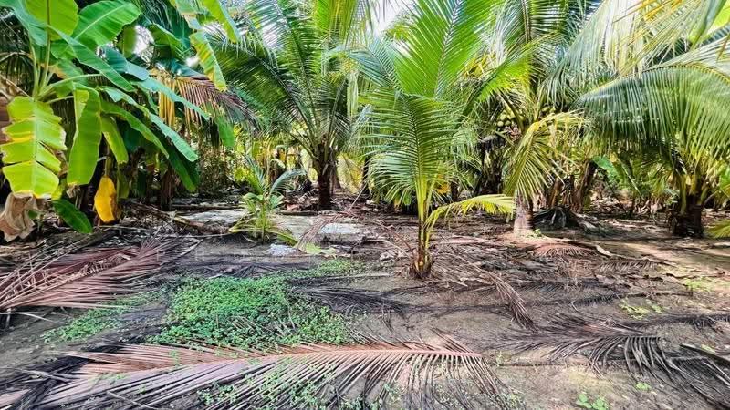 ที่ดินอัมพวา สมุทรสงคราม, Samut Songkhram, Bang Chang, Amphawa, Samut Songkhram, , 1,769 sqm, Land For Sale, by The Best Property กิ๊ฟ, 500569949 - DDproperty.com