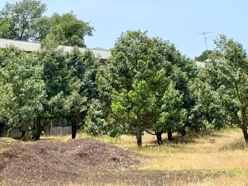 ที่ดินนายายอาม จันทบุรี, Chanthaburi, Sanam-chai, Na Yai Am, Chanthaburi, , 9,314 sqm, Land For Sale, by The Best Property เมญ่า, 500569971 - DDproperty.com