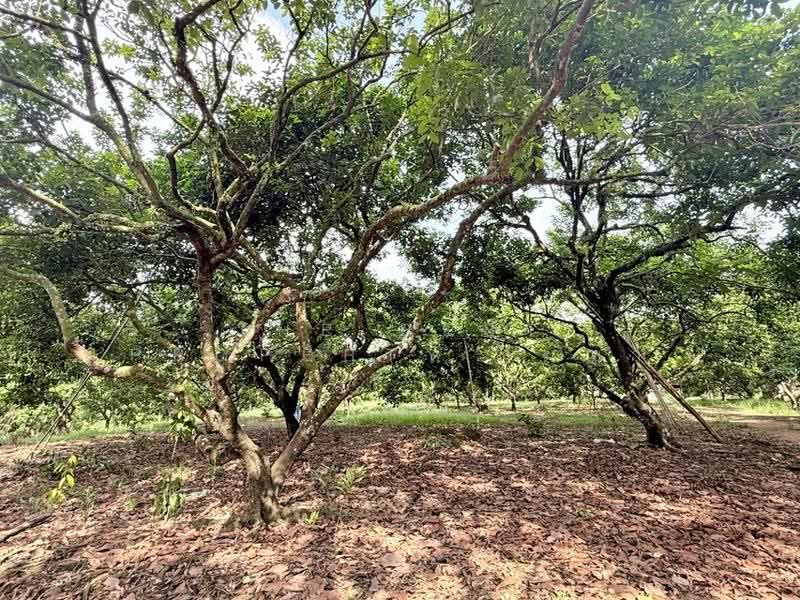 ที่ดิน เนื้อที่ 56 ไร่ 1 งาน 87.1 ตร.วา เขาสมิง ตราด, Trat, Sato, Khao Saming, Trat, , 90,348 sqm, Land For Sale, by The Best Property เมญ่า, 500569995 - DDproperty.com