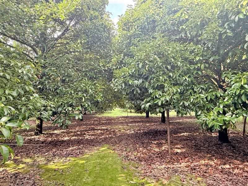 ที่ดิน เนื้อที่ 56 ไร่ 1 งาน 87.1 ตร.วา เขาสมิง ตราด, Trat, Sato, Khao Saming, Trat, , 90,348 sqm, Land For Sale, by The Best Property เมญ่า, 500569995 - DDproperty.com