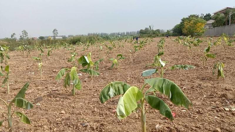 ขายที่ดิน 3 ไร่ แถวตลาดไท, Pathum Thani, Khlong Song, Khlong Luang, Pathum Thani, , 4,800 sqm, Land For Sale, by Solrawee Piphatthanatkit, 500570017 - DDproperty.com