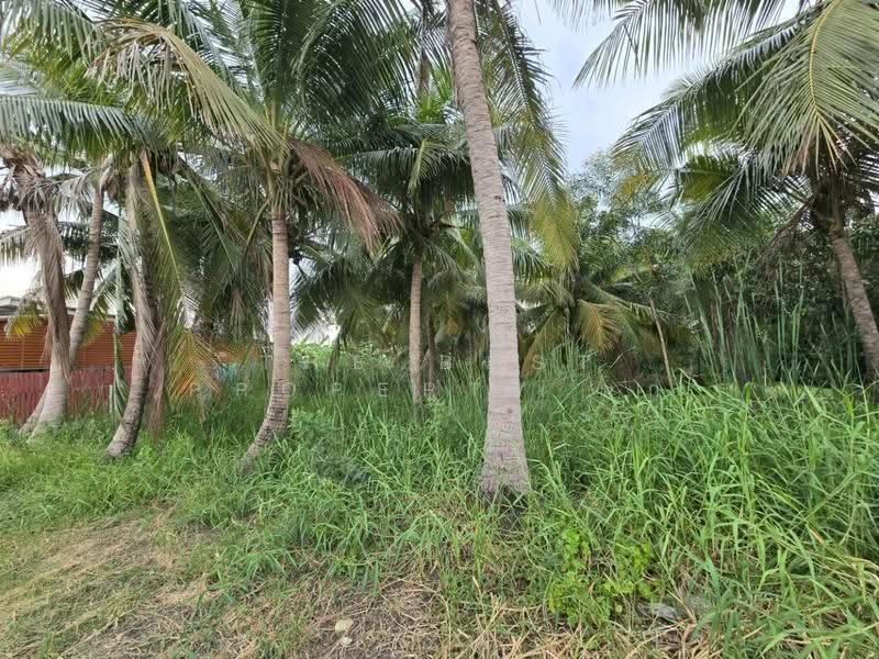 ที่ดินไทรน้อย นนทบุรี, Nonthaburi, Rat Niyom, Sai Noi, Nonthaburi, , 868 sqm, Land For Sale, by The Best Property นก, 500570165 - DDproperty.com
