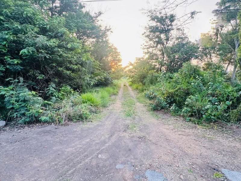 ที่ดินหนองเสือ ปทุมธานี, Pathum Thani, Bung Ba, Nong Sua, Pathum Thani, , 800 sqm, Land For Sale, by The Best Property   รัตน์, 500570168 - DDproperty.com