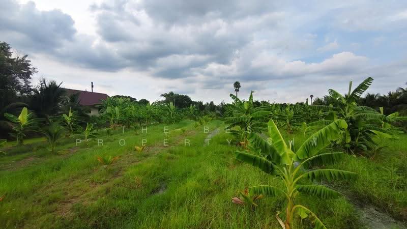 ที่ดินนครชัยศรี นครปฐม, Nakhon Pathom, Laem Bua, Nakhon Chai Sri, Nakhon Pathom, , 8,036 sqm, Land For Sale, by The Best Property จิฟฟี่, 500570223 - DDproperty.com