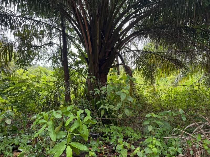 ที่ดินสระขวัญ สระแก้ว, Sa Kaeo, Sra Khuan, Muang Sa Kaeo, Sa Kaeo, , 55,048 sqm, Land For Sale, by The Best Property วรรณ, 500570504 - DDproperty.com