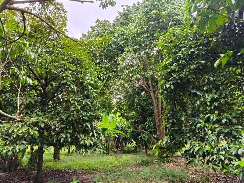 ที่ดินแกลง ระยอง, rayong, Krasae Bon, Klaeng, Rayong, , 17,780 sqm, Land For Sale, by The Best Property ยุ, 500570561 - DDproperty.com
