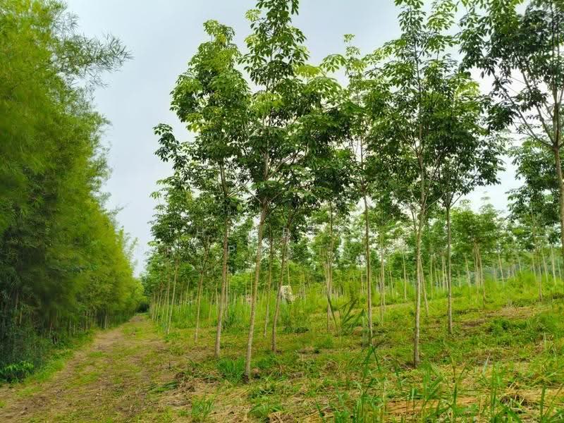 ที่ดินแกลง ระยอง, rayong, Krasae Bon, Klaeng, Rayong, , 17,780 sqm, Land For Sale, by The Best Property ยุ, 500570561 - DDproperty.com