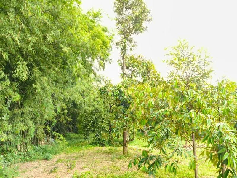 ที่ดินแกลง ระยอง, rayong, Krasae Bon, Klaeng, Rayong, , 17,780 sqm, Land For Sale, by The Best Property ยุ, 500570561 - DDproperty.com