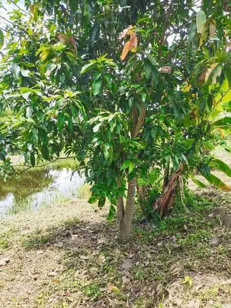 ที่ดินบ้านนา นครนายก, Nakhon Nayok, Ban Na, Ban Na, Nakhon Nayok, , 2,798 sqm, Land For Sale, by The Best Property บ๊วย, 500570564 - DDproperty.com