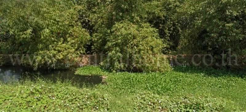 บางใหญ่-กาญจนบุรี M81, Nakhon Pathom, M81, Laem Bua, Nakhon Chai Sri, Nakhon Pathom, , 4,504 sqm, Land For Sale, by คุณพลอยวาลินน์ (วาลินน์), 500571449 - DDproperty.com