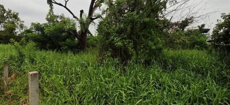 ที่ดินเปล่า 100 ตร.ว. ที่ดิน ซอยร่วมสุข4/5 ถนนติวานนท์, ปทุมธานี, ถนนติวานนท์, บ้านใหม่, เมืองปทุมธานี, ปทุมธานี, 400 ตร.ม., ที่ดิน ขาย, โดย คุณ ปวีณรา กระแสร์ฉาย (วี), 500571698 - DDproperty.com