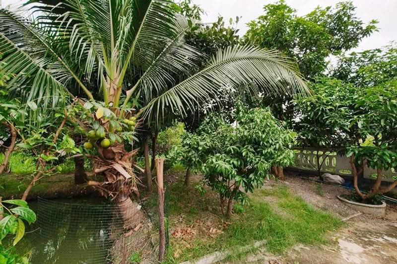 ซอยรังสิต–นครนายก 26, Pathum Thani, ถนนรังสิต–นครนายก, Prachathipat, Thanyaburi, Pathum Thani, 2 Bedrooms, 160 sqm, Single Detached House For Sale, by คุณนุ่น, 500571906 - DDproperty.com