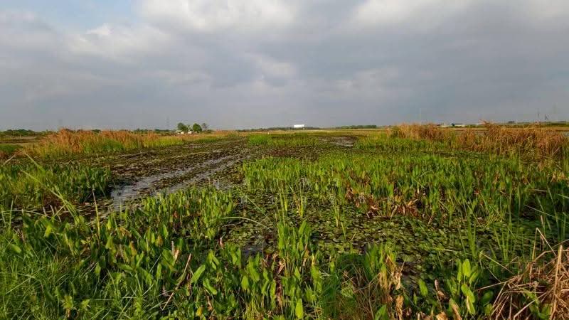 ที่ดินสวยลำลูกกาคลอง12 ปทุมธานี, ปทุมธานี, ลำไทร, ลำลูกกา, ปทุมธานี, 26,690 ตร.ม., ที่ดิน ขาย, โดย อุมาพร นิเวศบวรชัย, 500572270 - DDproperty.com