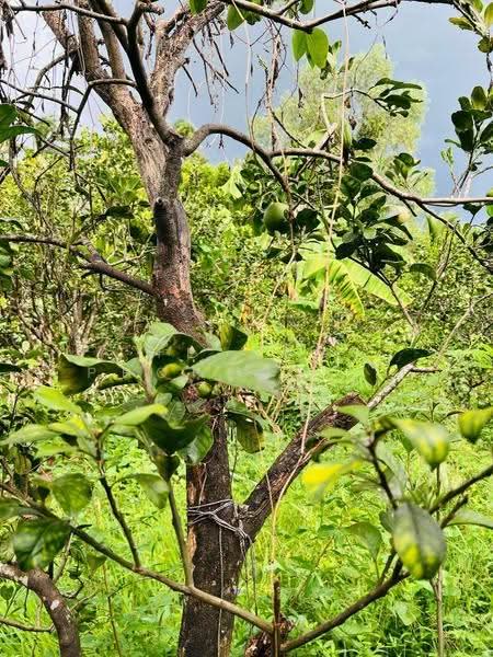 บ้านเดี่ยวพร้อมที่ดินอัมพวา สมุทรสงคราม, สมุทรสงคราม, บางนางลี่, อัมพวา, สมุทรสงคราม, 100 ตร.ม., บ้านเดี่ยว ขาย, โดย The Best Property กิ๊ก, 500573667 - DDproperty.com