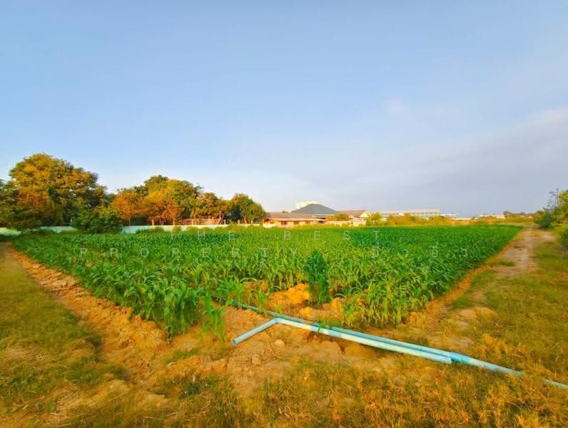 ที่ดินกำแพงแสน นครปฐม, nakhon-pathom, Tarang Phikul, Kamphaeng Saen, Nakhon Pathom, , 2,944 sqm, Land For Sale, by The Best Property อิ๋วอิ๋ว, 500574967 - DDproperty.com