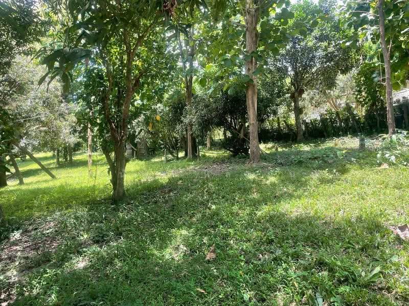 For Sale: 11 Rai Land with Teak House,Mae Rim,Chiang Mai, Chiang Mai, Huai Sai, Mae Rim, Chiang Mai, , 18,193 sqm, Land For Sale, by จีระนันท์ หล้ากันหา, 500576604 - DDproperty.com