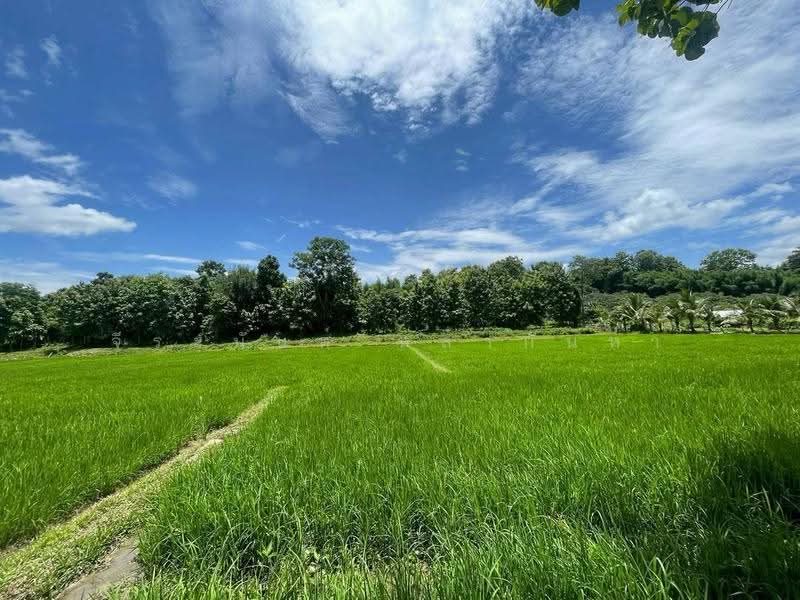For Sale: 11 Rai Land with Teak House,Mae Rim,Chiang Mai, Chiang Mai, Huai Sai, Mae Rim, Chiang Mai, , 18,193 sqm, Land For Sale, by จีระนันท์ หล้ากันหา, 500576604 - DDproperty.com