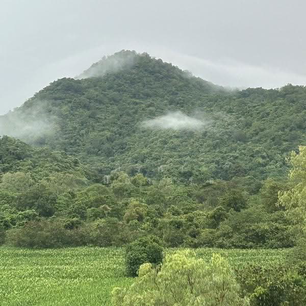 เขาใหญ่ the paradis ปากช่อง นครราชสีมา, Nakhon Ratchasima, ธนรัชต์ กม.9, Nong Nam Sang, Pak Chong, Nakhon Ratchasima, 9 Bedrooms, 1 sqm, Single Detached House For Sale, by ศิริพร เมืองครุธ, 500576634 - DDproperty.com