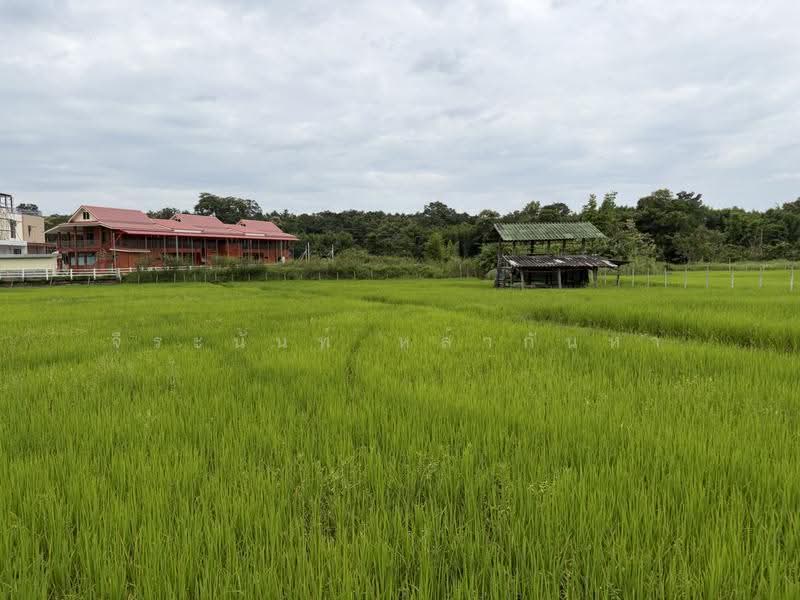 ขายที่ดิน 2ไร่ 1 งาน 79 ตรว. ใกล้ รร.นานาชาติเปรม แม่ริม, เชียงใหม่, ห้วยทราย, แม่ริม, เชียงใหม่, 3,916 ตร.ม., ที่ดิน ขาย, โดย จีระนันท์ หล้ากันหา, 500576643 - DDproperty.com