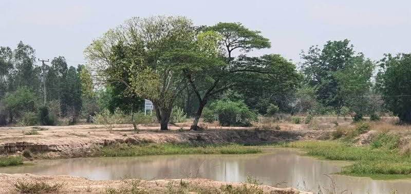 อุทัยธานี, Uthai Thani, Nong Luang, Sawang Arom, Uthai Thani, , 134,400 sqm, Land For Sale, by Rathadome Thitichinnakorn, 500578891 - DDproperty.com