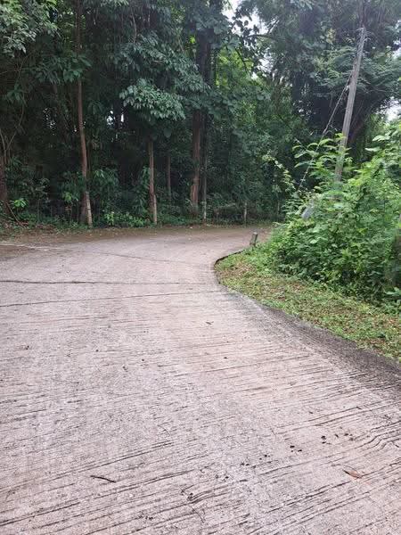 บ้านป่านาซำ อำเภอเมือง จังหวัดเลย, เลย, นาอาน, เมืองเลย, เลย, 1,600 ตร.ม., ที่ดิน ขาย, โดย ศิริภัสสร โชติประยูรศักดิ์, 500578898 - DDproperty.com
