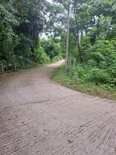 บ้านป่านาซำ อำเภอเมือง จังหวัดเลย, เลย, นาอาน, เมืองเลย, เลย, 1,600 ตร.ม., ที่ดิน ขาย, โดย ศิริภัสสร โชติประยูรศักดิ์, 500578898 - DDproperty.com