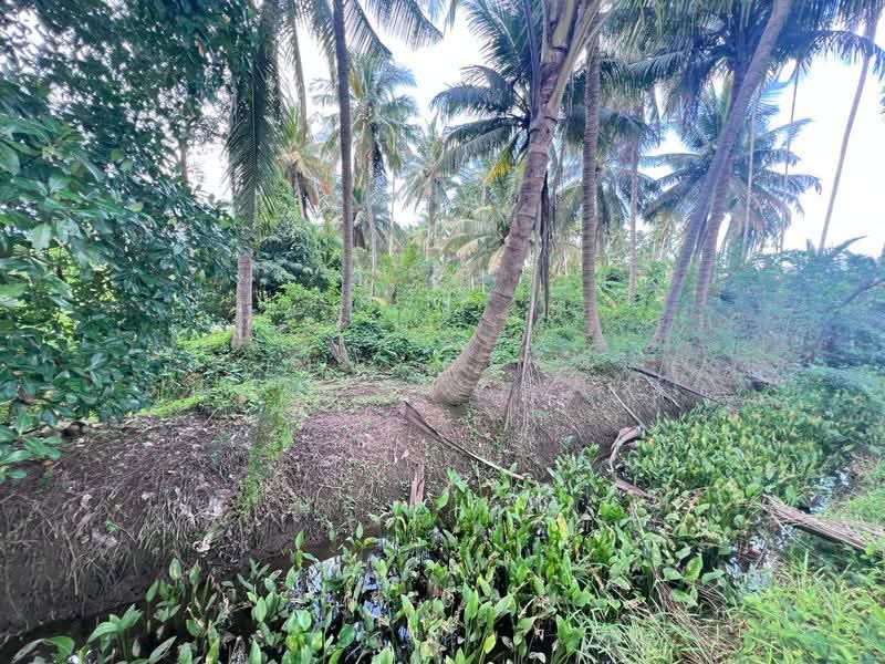 ที่ดินบางคนที สมุทรสงคราม, Samut Songkhram, Bang Kung, Bang Khon Ti, Samut Songkhram, , 5,844 sqm, Land For Sale, by The Best Property ดาด้า, 500579929 - DDproperty.com
