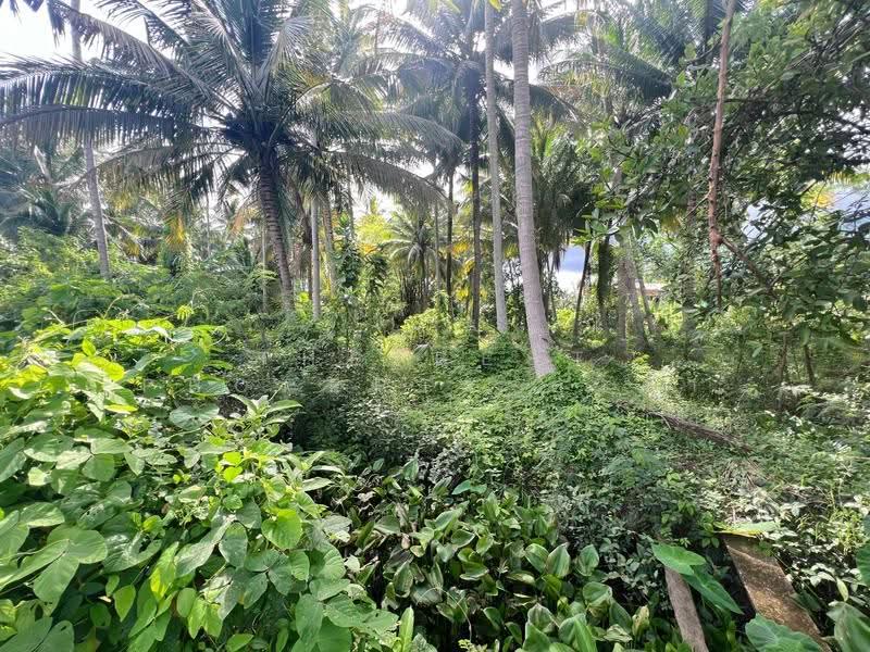 ที่ดินบางคนที สมุทรสงคราม, Samut Songkhram, Bang Kung, Bang Khon Ti, Samut Songkhram, , 5,844 sqm, Land For Sale, by The Best Property ดาด้า, 500579929 - DDproperty.com