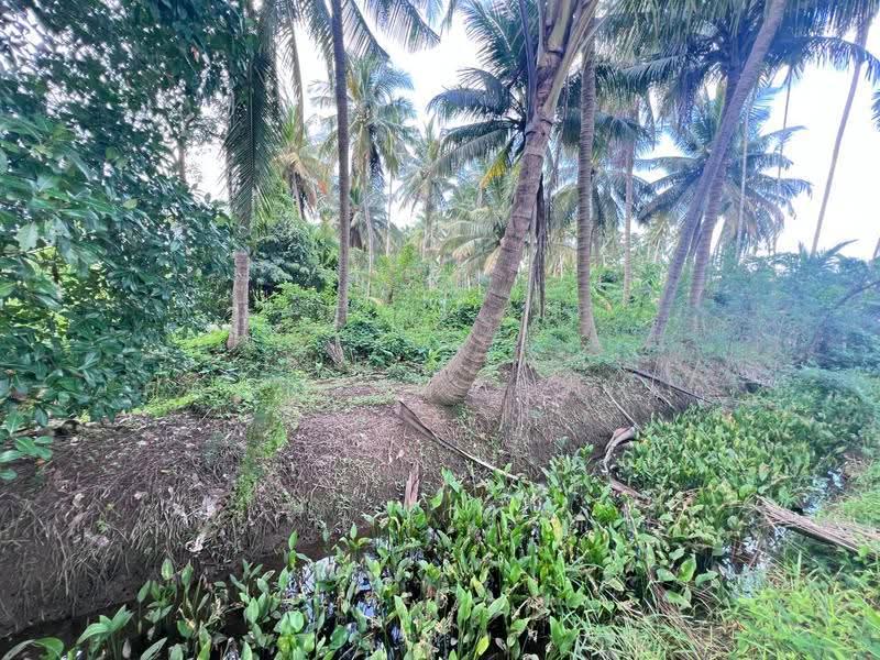 ที่ดินบางคนที สมุทรสงคราม, Samut Songkhram, Bang Kung, Bang Khon Ti, Samut Songkhram, , 5,844 sqm, Land For Sale, by The Best Property ดาด้า, 500579929 - DDproperty.com