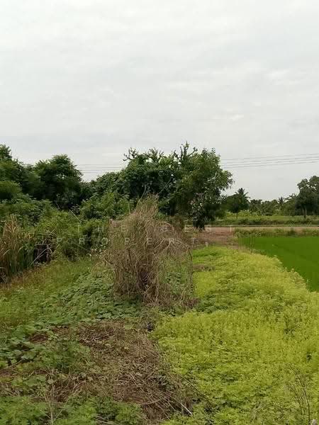 ที่ดินราษฎร์นิยม นนทบุรี, Nonthaburi, Rat Niyom, Sai Noi, Nonthaburi, , 1,600 sqm, Land For Sale, by The Best Property สิตา, 500580185 - DDproperty.com