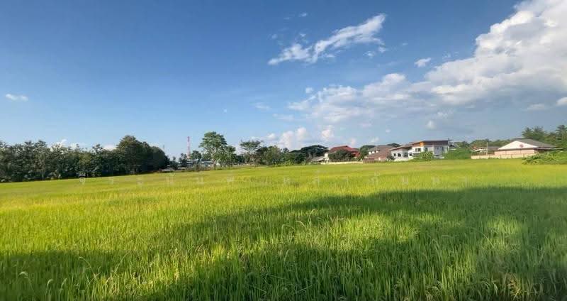 For Sale:Land for sale 12+Rai Red Zone Development Land in San Sai,Chiang Mai, Chiang Mai, San Sai Luang, San Sai, Chiang Mai, , 20,680 sqm, Land For Sale, by จีระนันท์ หล้ากันหา, 500580521 - DDproperty.com