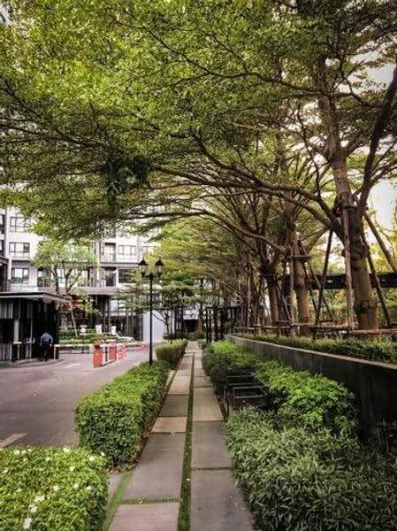 The Base Park West Sukhumvit 77, bangkok, 11 Soi Sukhumvit 77 Sukhumvit Road, Phra Kanong Nua, Watthana, Bangkok, 1 Bedroom, 30 sqm, Condo For Rent, by Tarit Chinsomboon, 500580673 - DDproperty.com