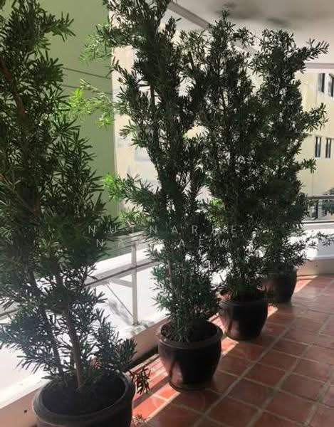 Ma Peng Seng Apartment, bangkok, Soi Sukhumvit 31, Khlongtoei Nua, Watthana, Bangkok, 3 Bedrooms, 311 sqm, Apartment For Rent, by Nutnaree Nakkaew, 500581328 - DDproperty.com