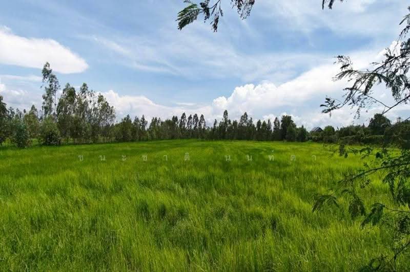 ที่ดินแปลงนา เนื้อที่ 33-0-60 ไร่ ซอยโยธาธิการ (เกาะโพธิ์), nakhon-nayok, Ko Pho, Pak Phli, Nakhon Nayok, , 53,040 sqm, Land For Sale, by ชนะชาติ นนท์ตา, 500582487 - DDproperty.com