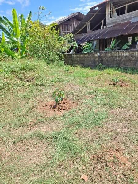 ที่ดินเทิง เชียงราย, chiang-rai, San Sai Ngam, Thoeng, Chiang Rai, , 996 sqm, Land For Sale, by The Best Property ไนล์, 500582565 - DDproperty.com