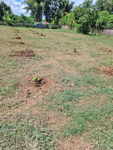 ที่ดินเทิง เชียงราย, chiang-rai, San Sai Ngam, Thoeng, Chiang Rai, , 996 sqm, Land For Sale, by The Best Property ไนล์, 500582565 - DDproperty.com