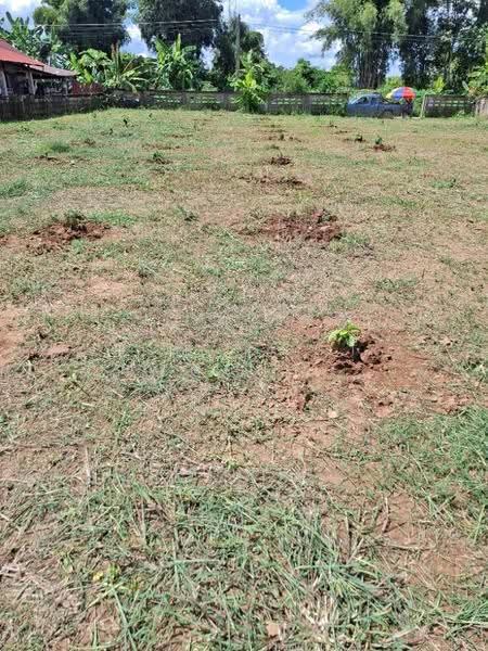 ที่ดินเทิง เชียงราย, chiang-rai, San Sai Ngam, Thoeng, Chiang Rai, , 996 sqm, Land For Sale, by The Best Property ไนล์, 500582565 - DDproperty.com