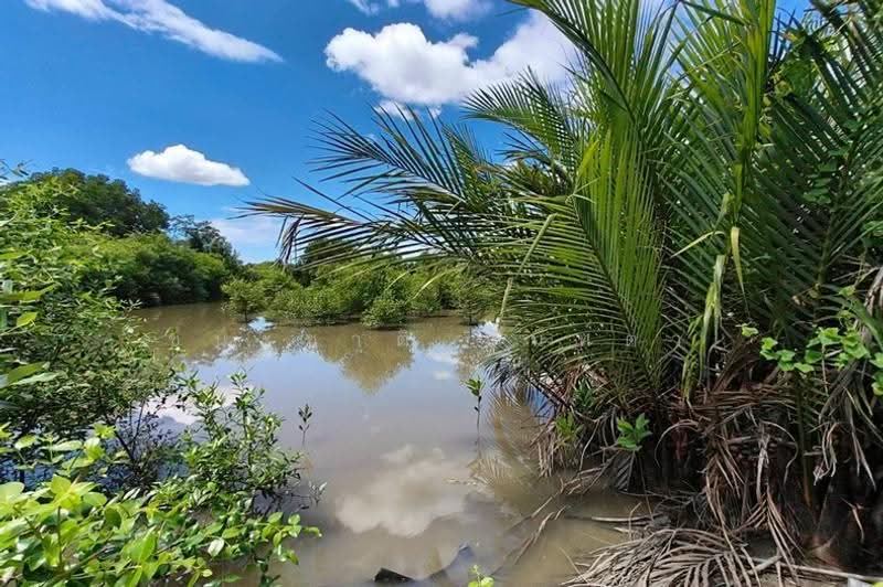 ที่ดินพร้อมบ้าน เนื้อที่ 21-0-37 ไร่ เทศบาลตำบลคลองโคน, samut-songkhram, Yi San, Amphawa, Samut Songkhram, , 33,748 sqm, Land For Sale, by ชนะชาติ นนท์ตา, 500583648 - DDproperty.com