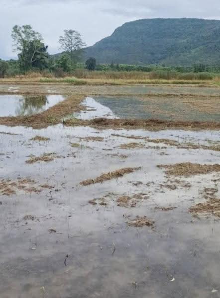 ที่ดินพาน เชียงราย, chiang-rai, Sun Ma Khet, Phan, Chiang Rai, , 4,488 sqm, Land For Sale, by The Best Property ไนล์, 500585227 - DDproperty.com